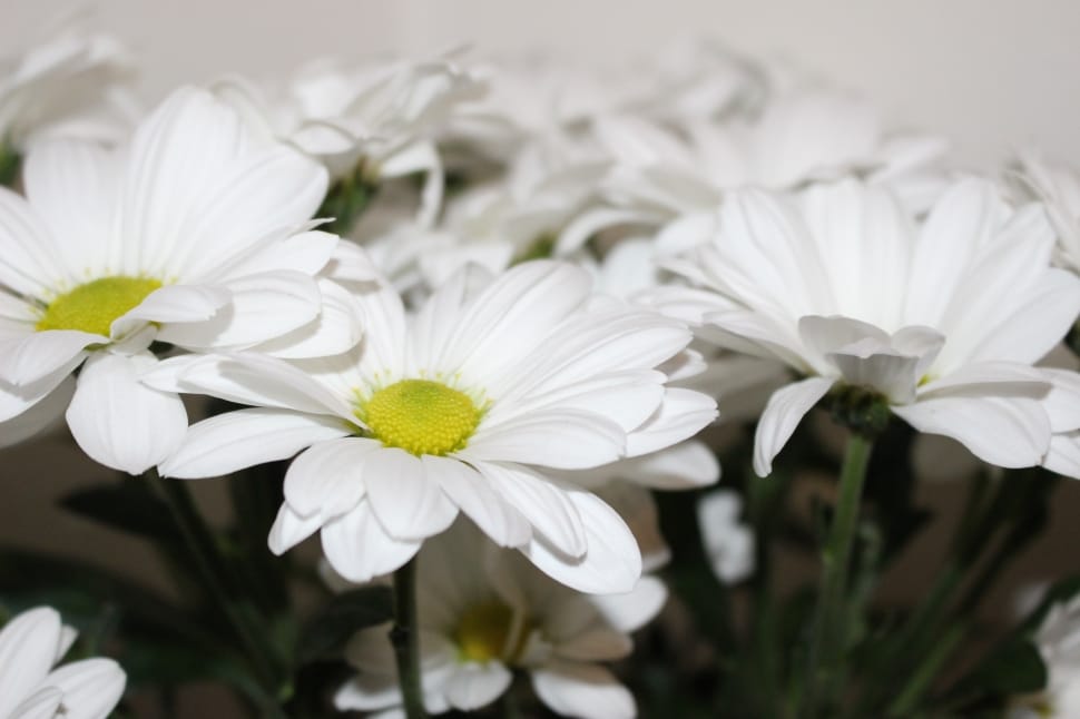 white petaled flowers preview