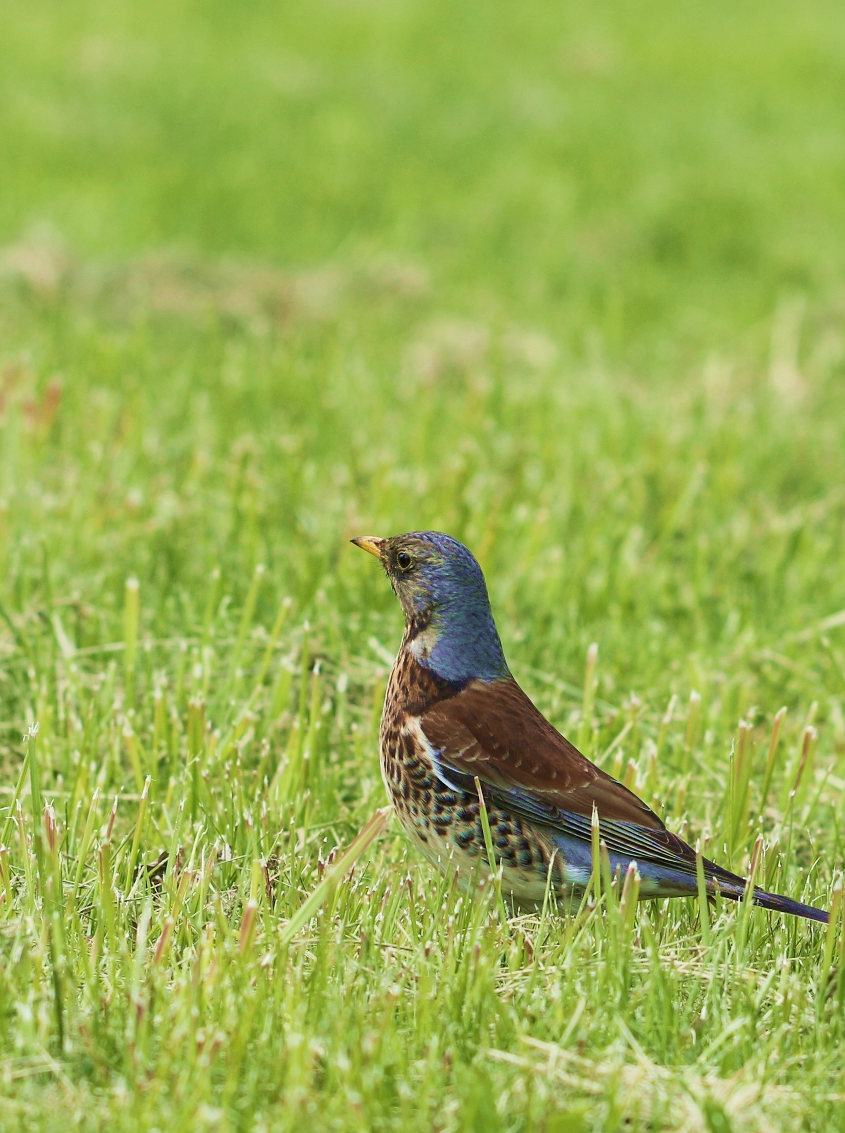 brown and blue short beak bird