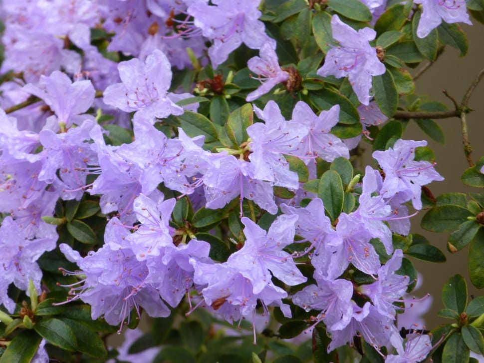 purple petal flowers preview