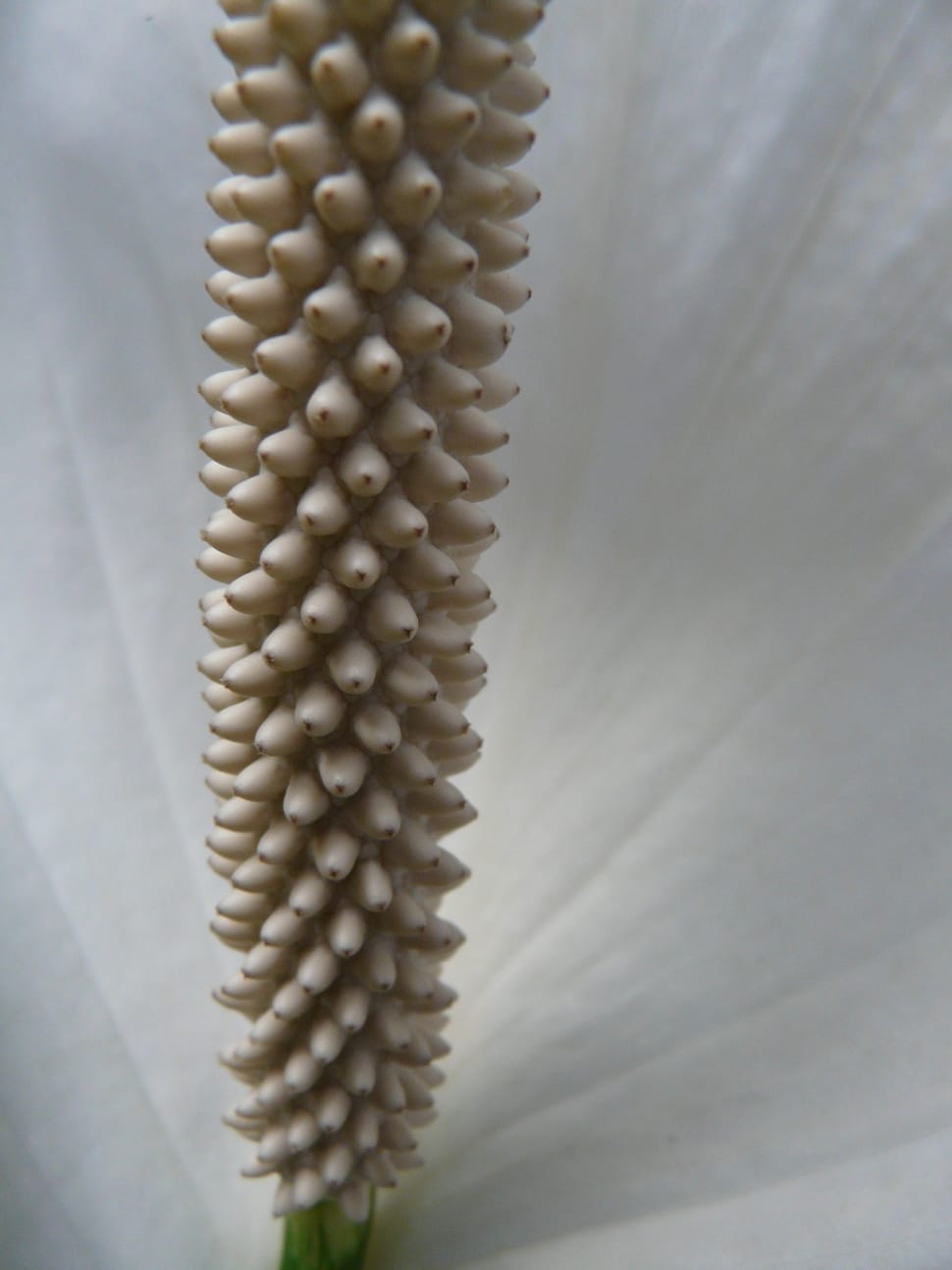 white anthurium fllower preview
