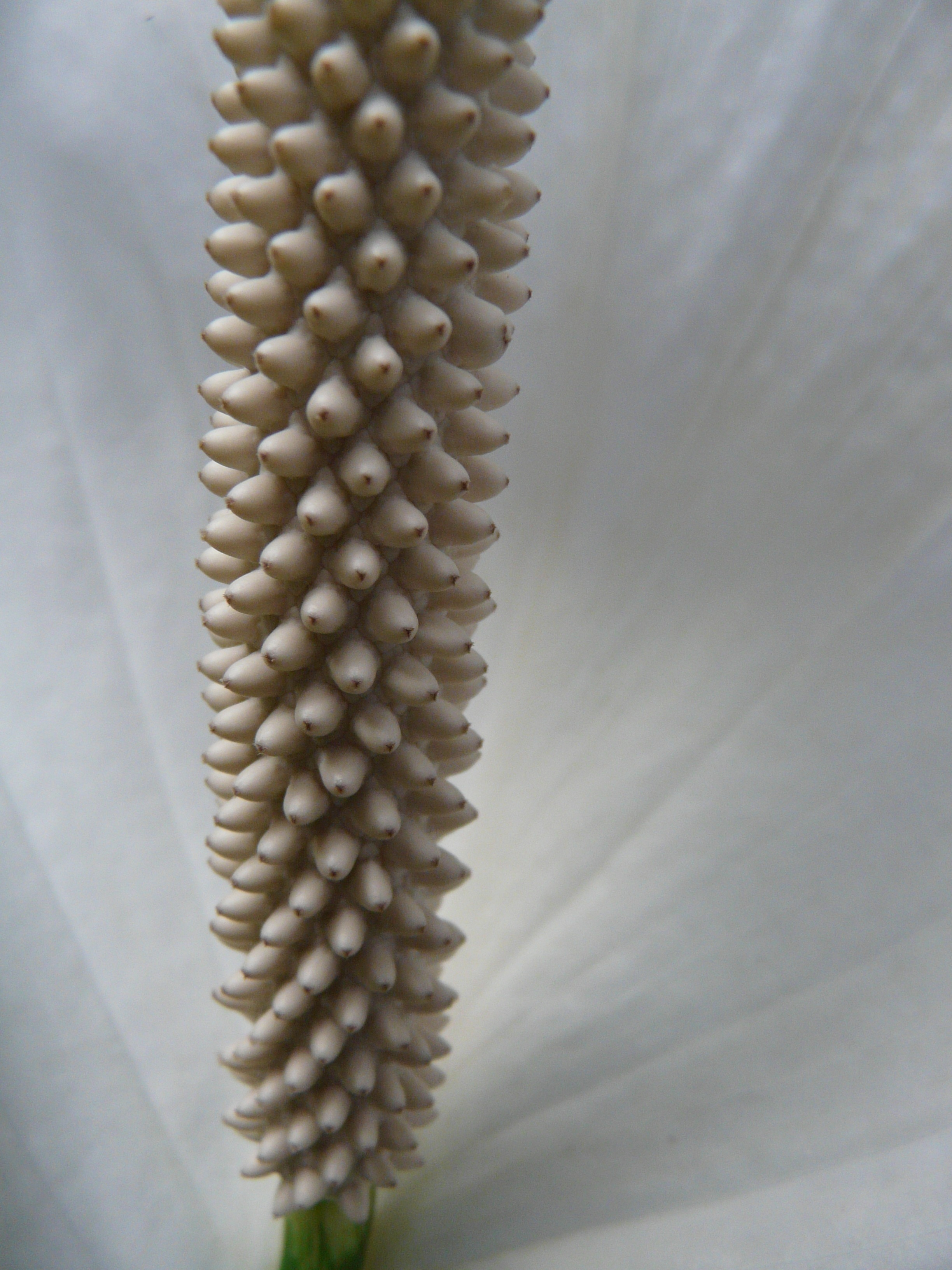 white anthurium fllower