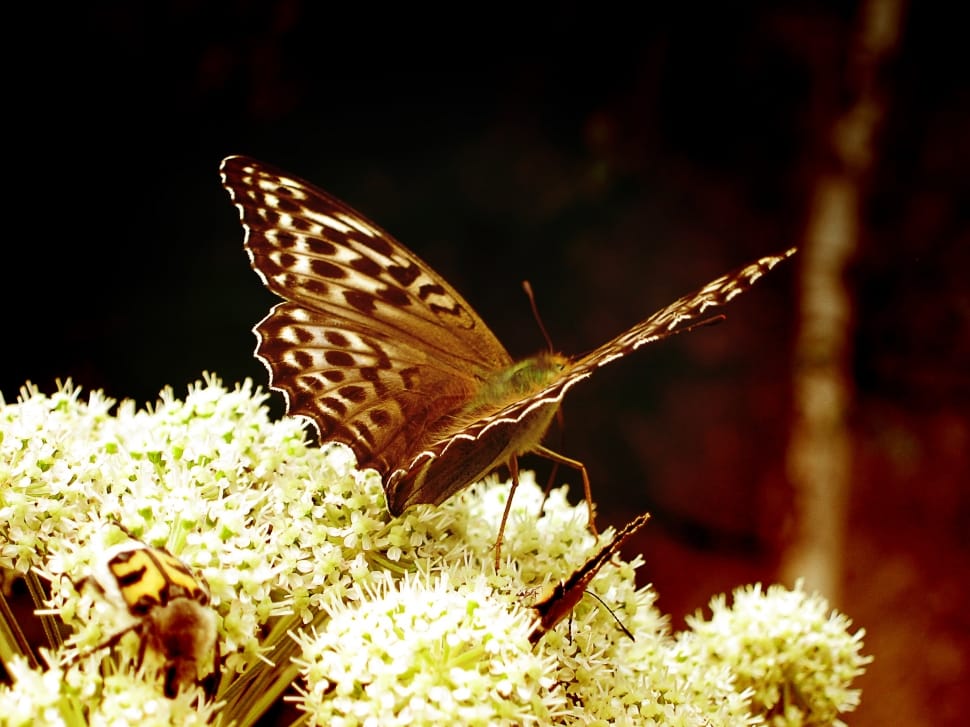 brown moth butterfly preview