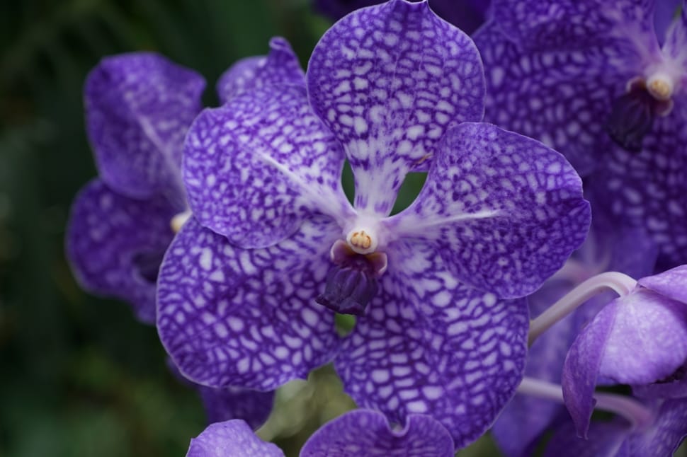 purple spotted orchid preview