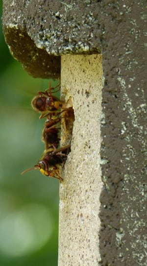 swarm of wasps thumbnail