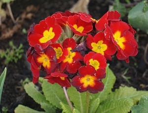 yellow and red 5 petaled flowers thumbnail