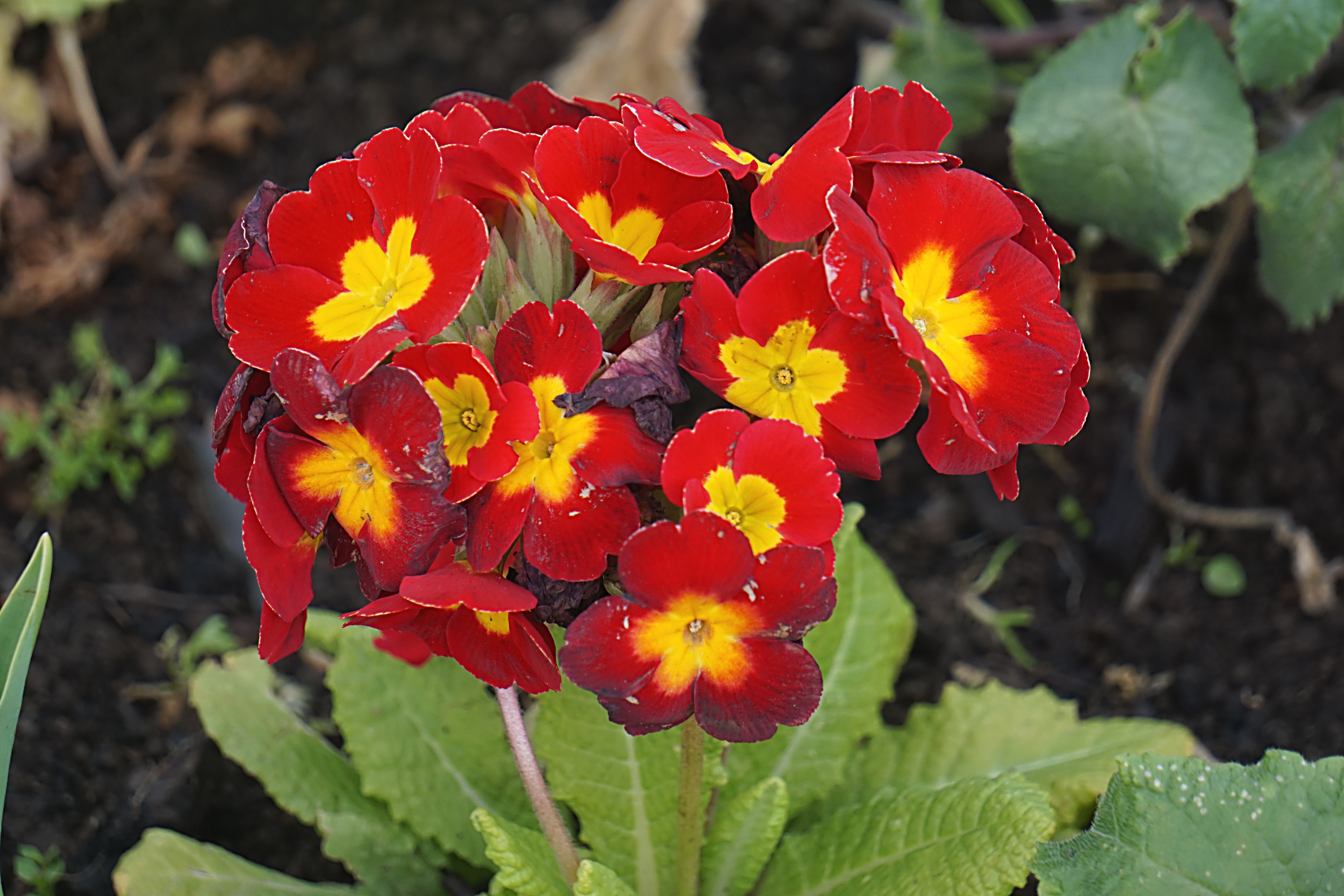 yellow and red 5 petaled flowers