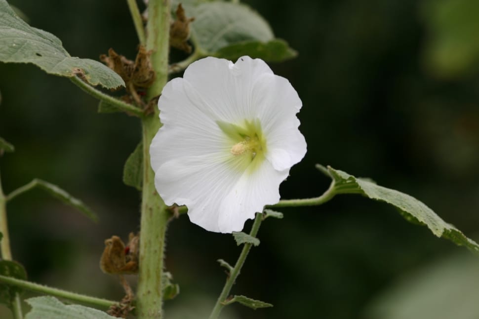 white petaledflower preview