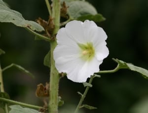 white petaledflower thumbnail
