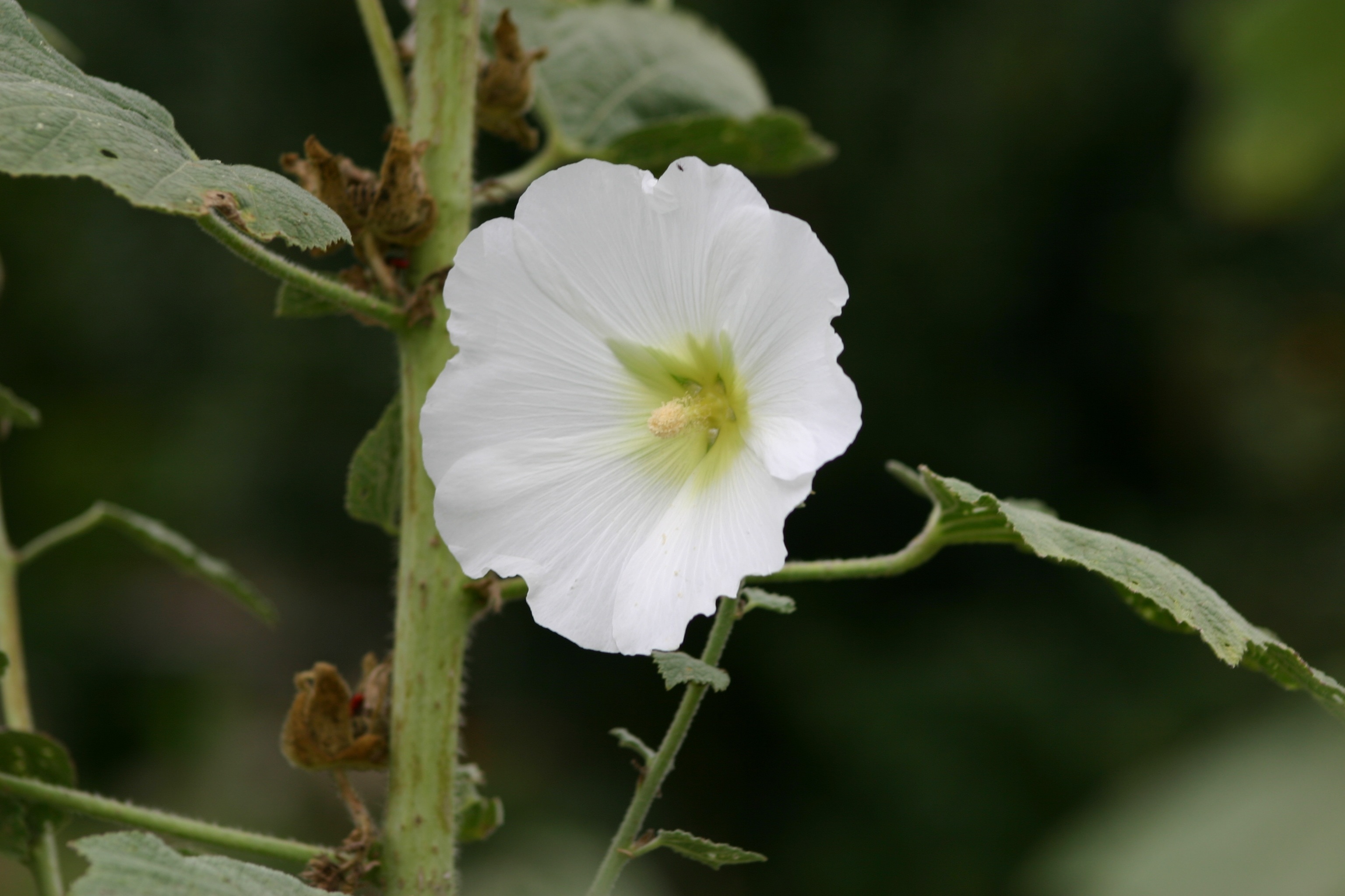 white petaledflower