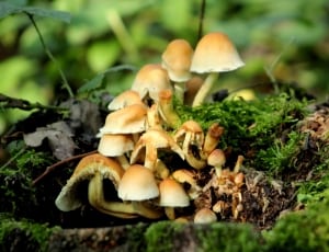 beige mushroom lot thumbnail