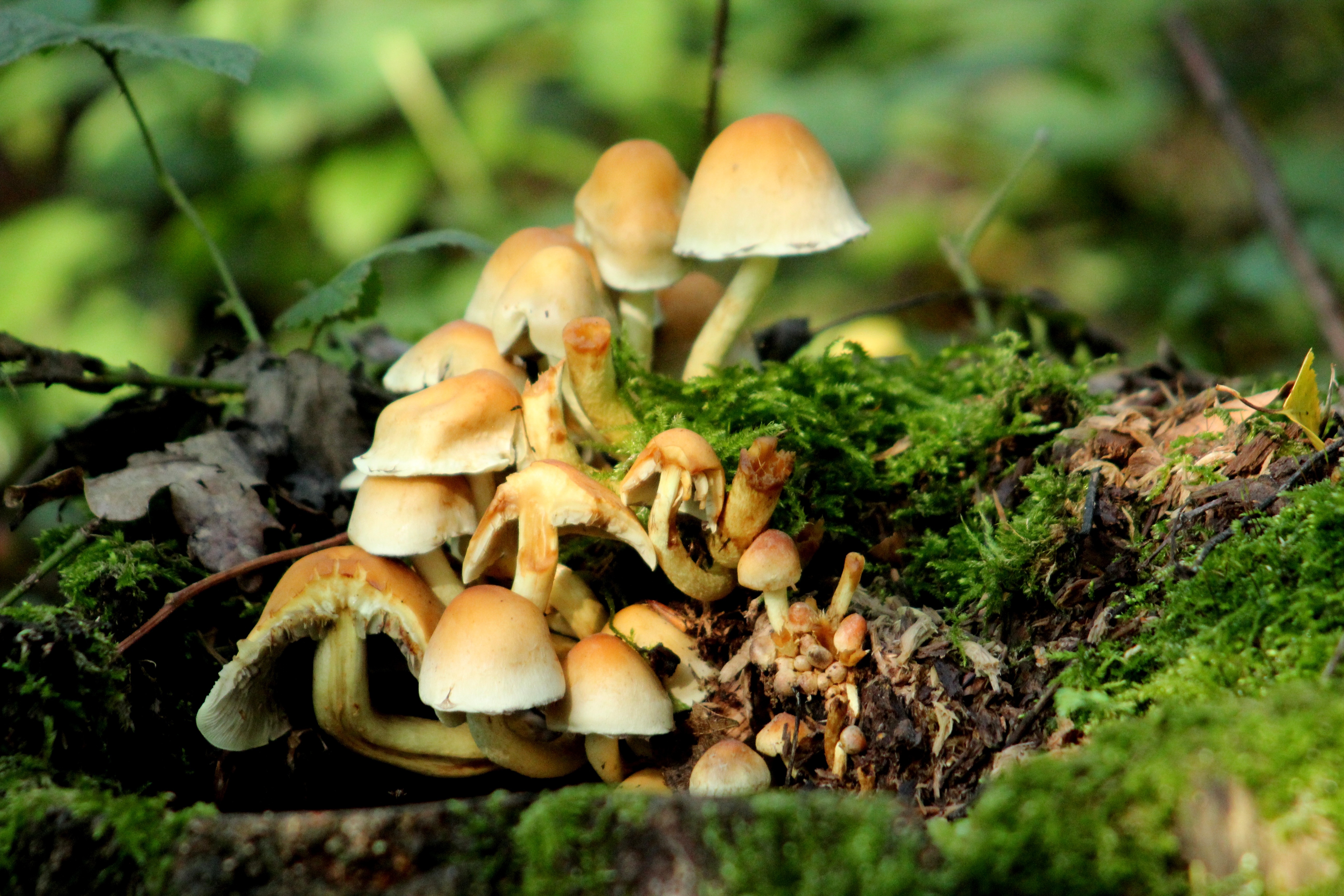 beige mushroom lot
