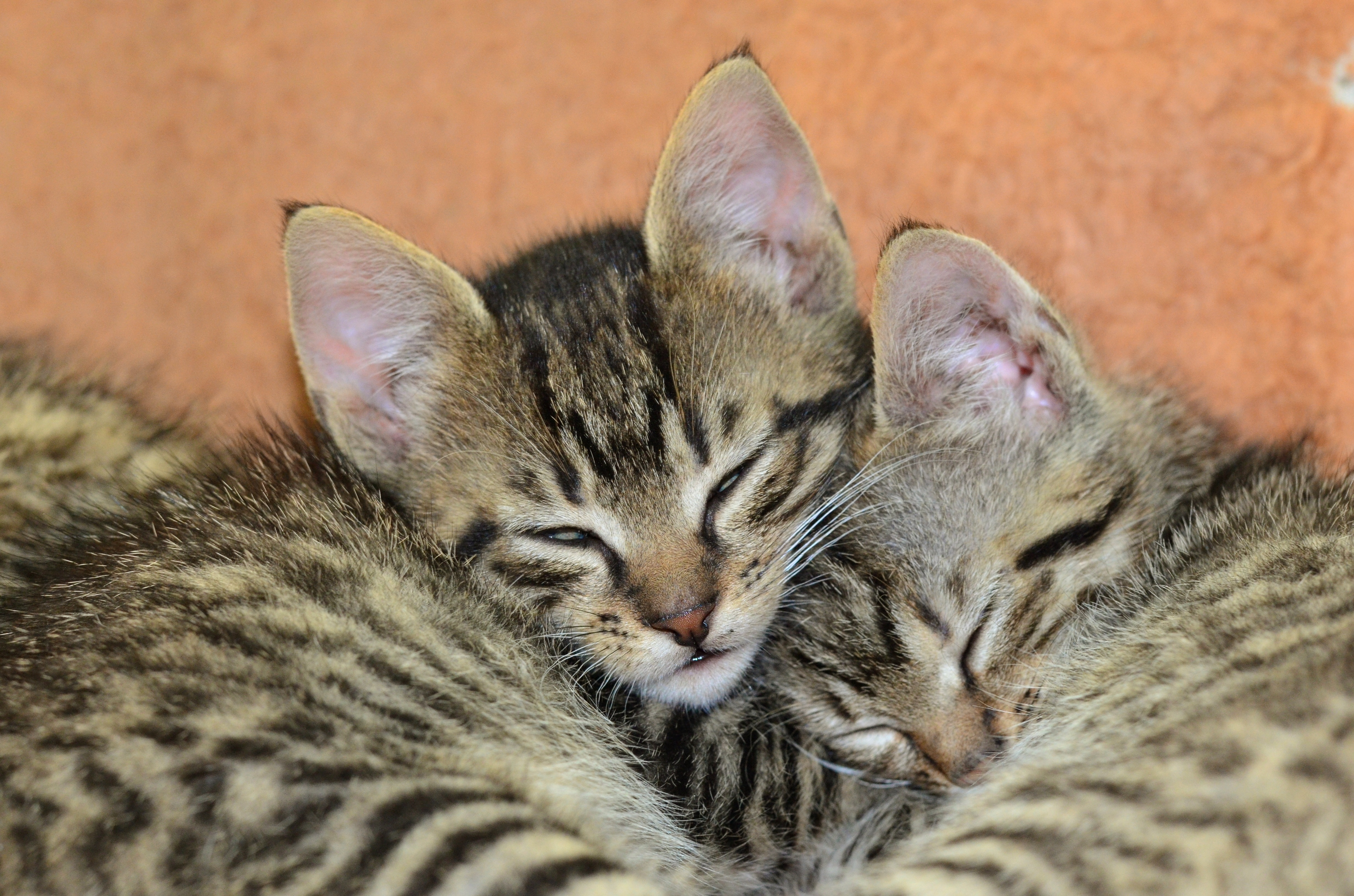 brown tabby kittens