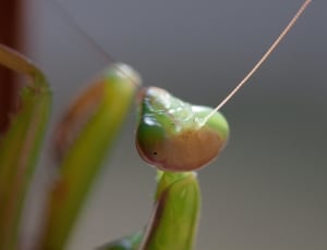 green praying mantis thumbnail