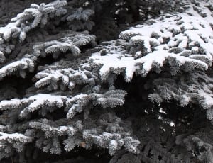 pine trees covered in snow thumbnail
