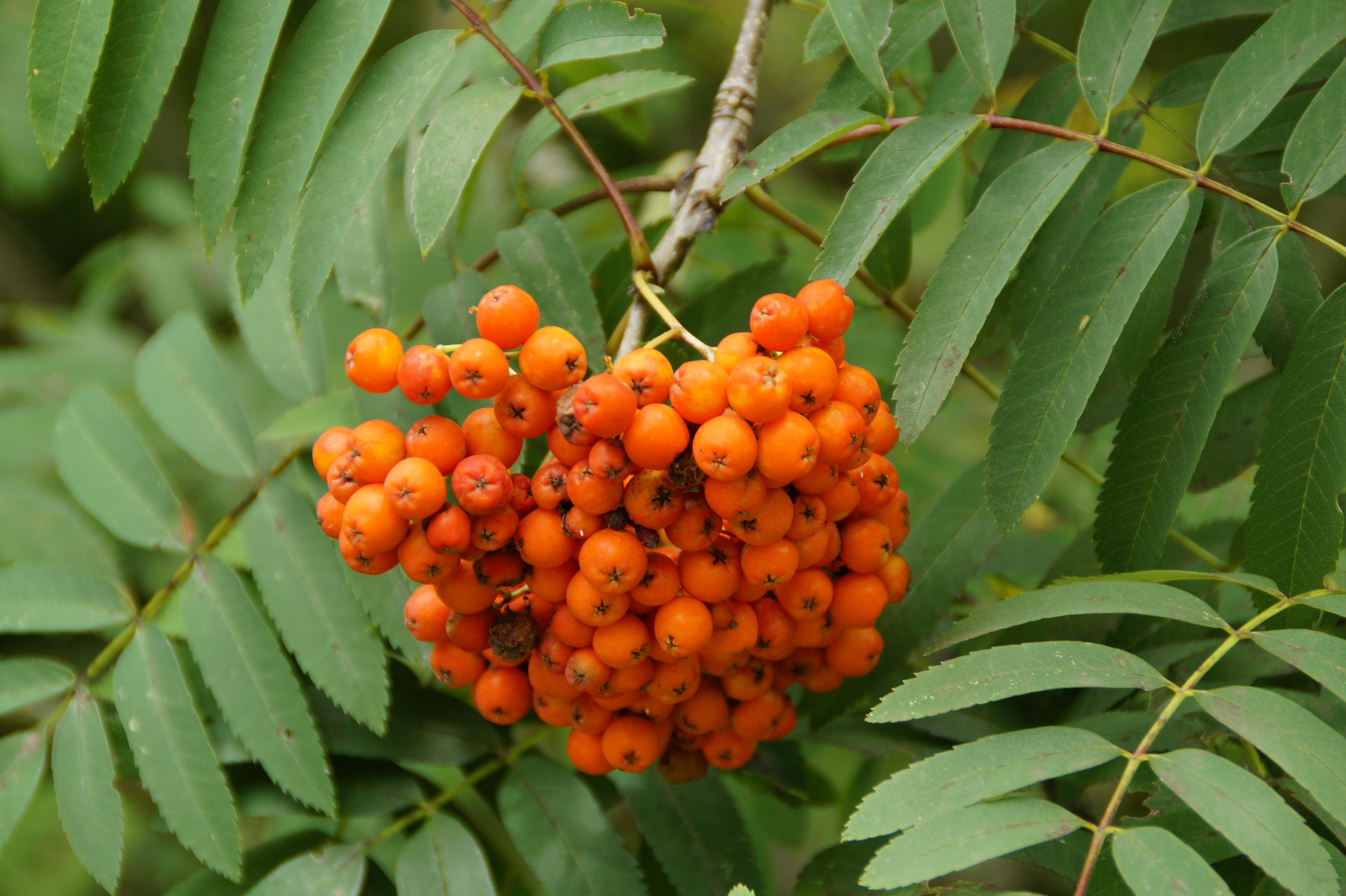 orange round fruits
