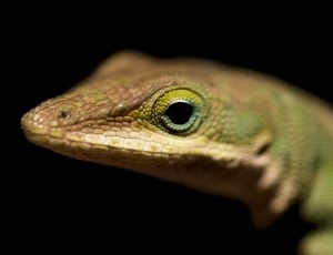green iguana thumbnail