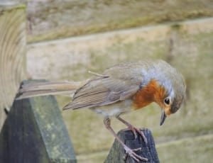 gray and orange feathered bird thumbnail