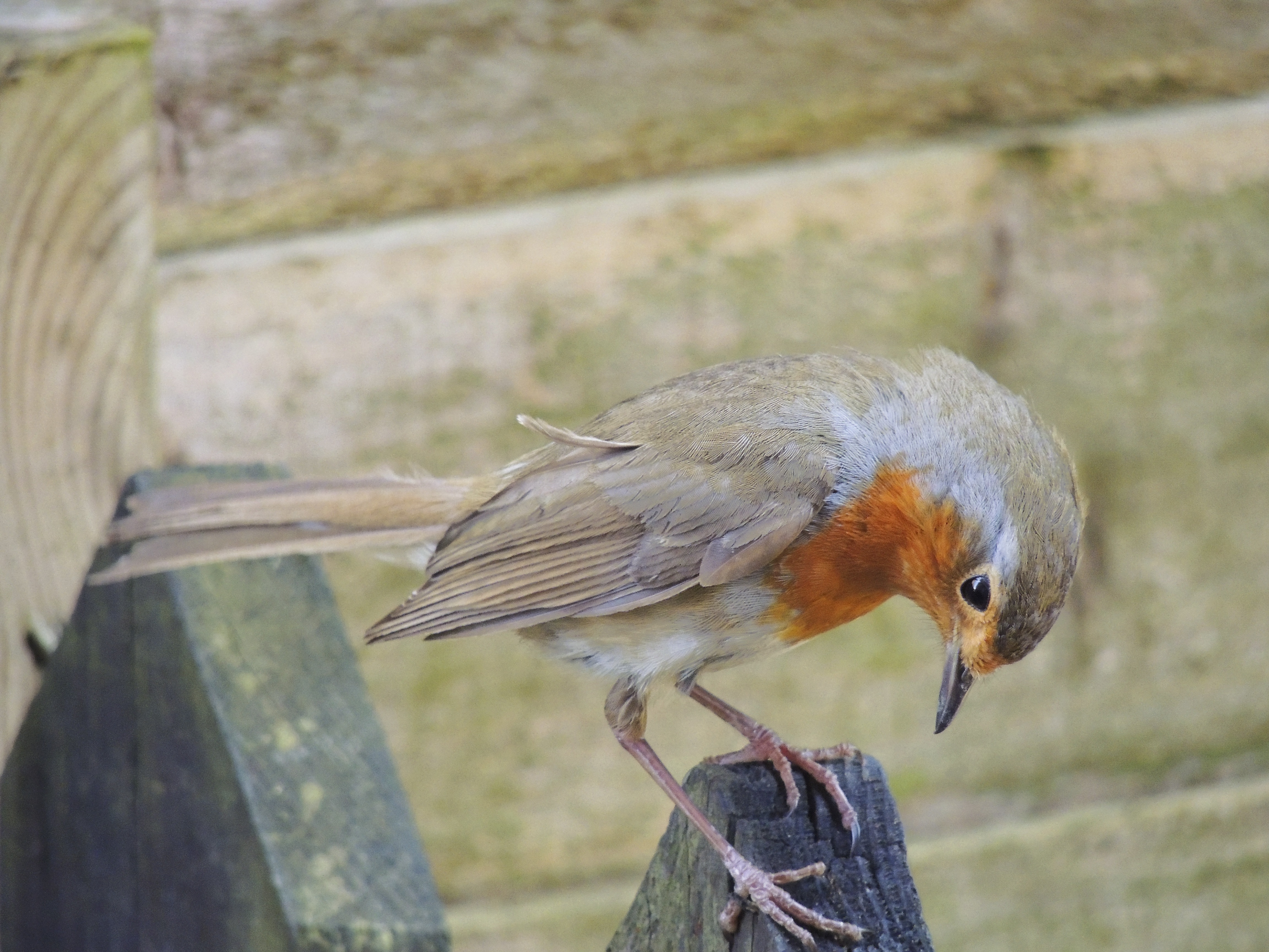 gray and orange feathered bird