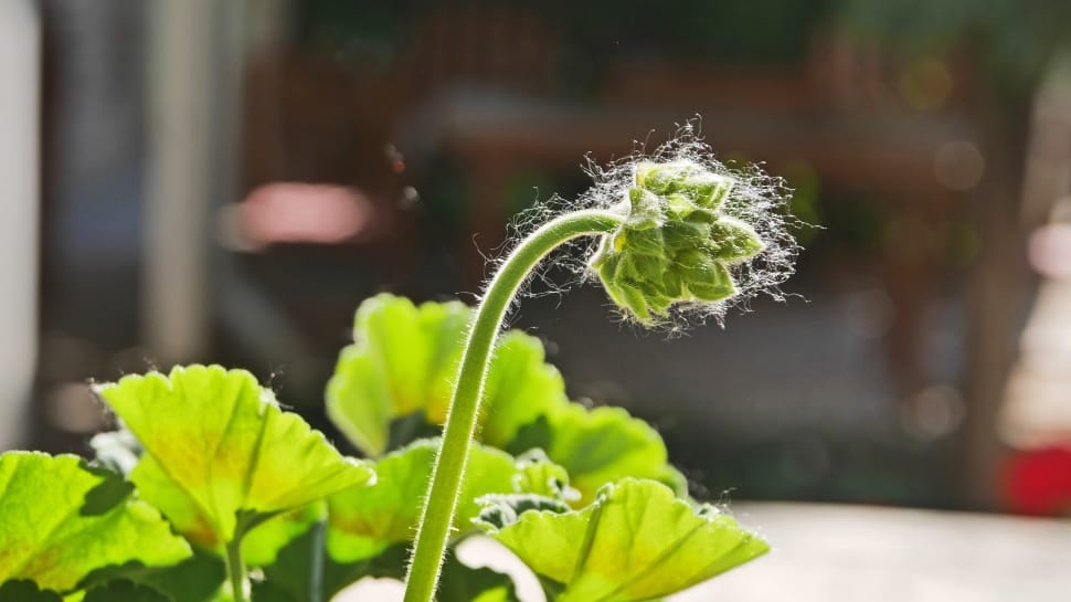 Flower Buds, Geranium, In The Morning, green color, focus on foreground preview