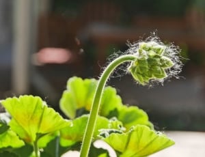 Flower Buds, Geranium, In The Morning, green color, focus on foreground thumbnail
