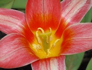 pink, orange, and yellow flower thumbnail