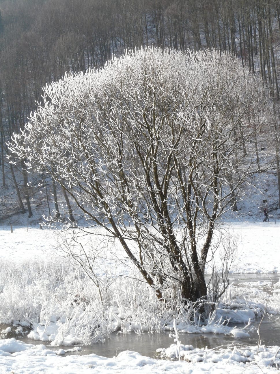 white leafed tree preview