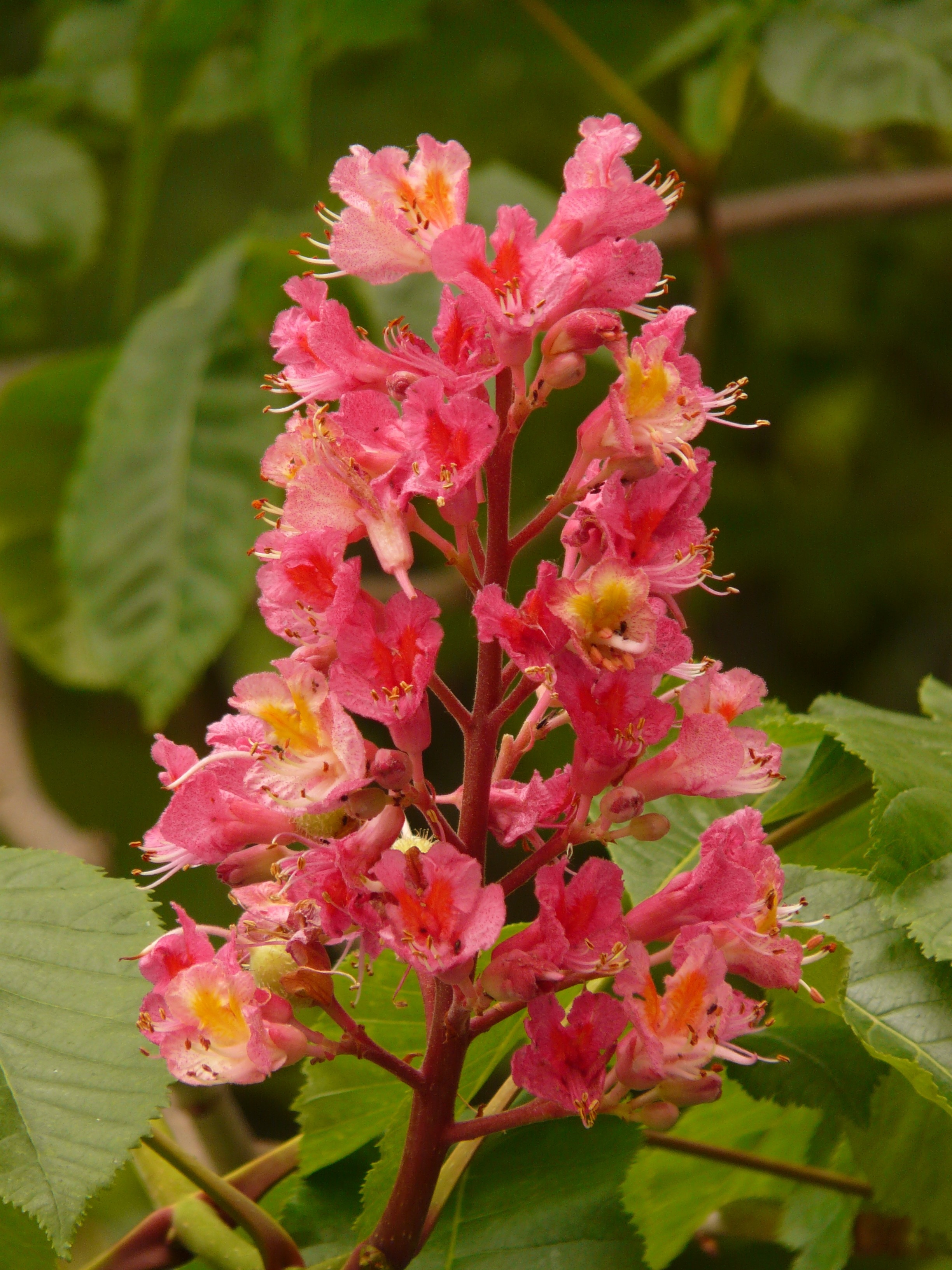 pink multipetaled flowers