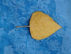 yellow cordate leaf thumbnail