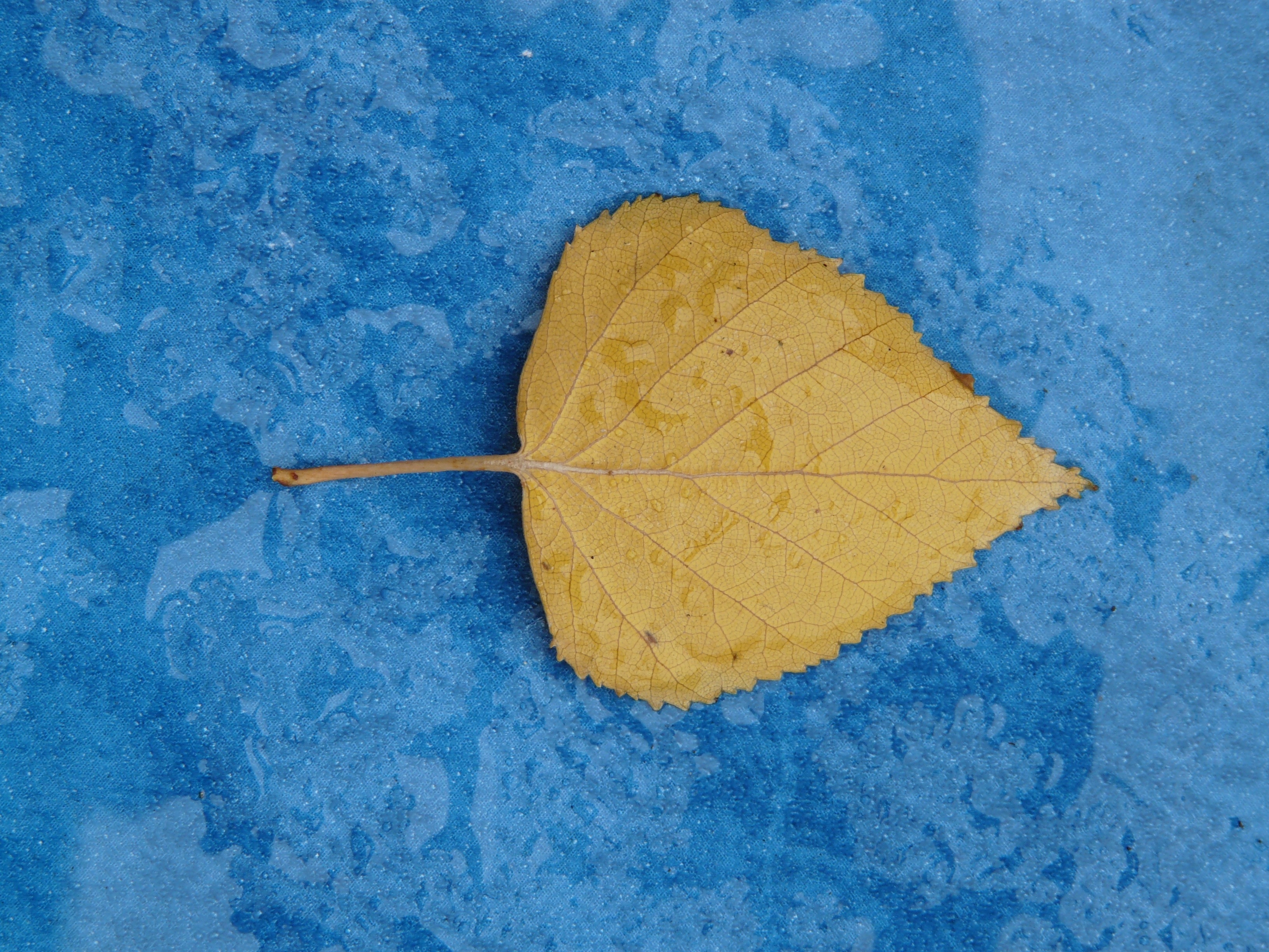 yellow cordate leaf