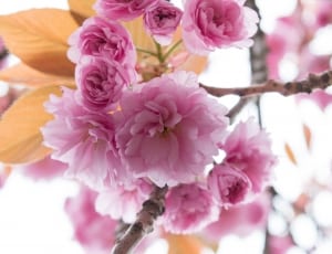 pink petaled flower in bloom thumbnail