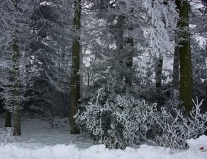 trees covered with snow thumbnail