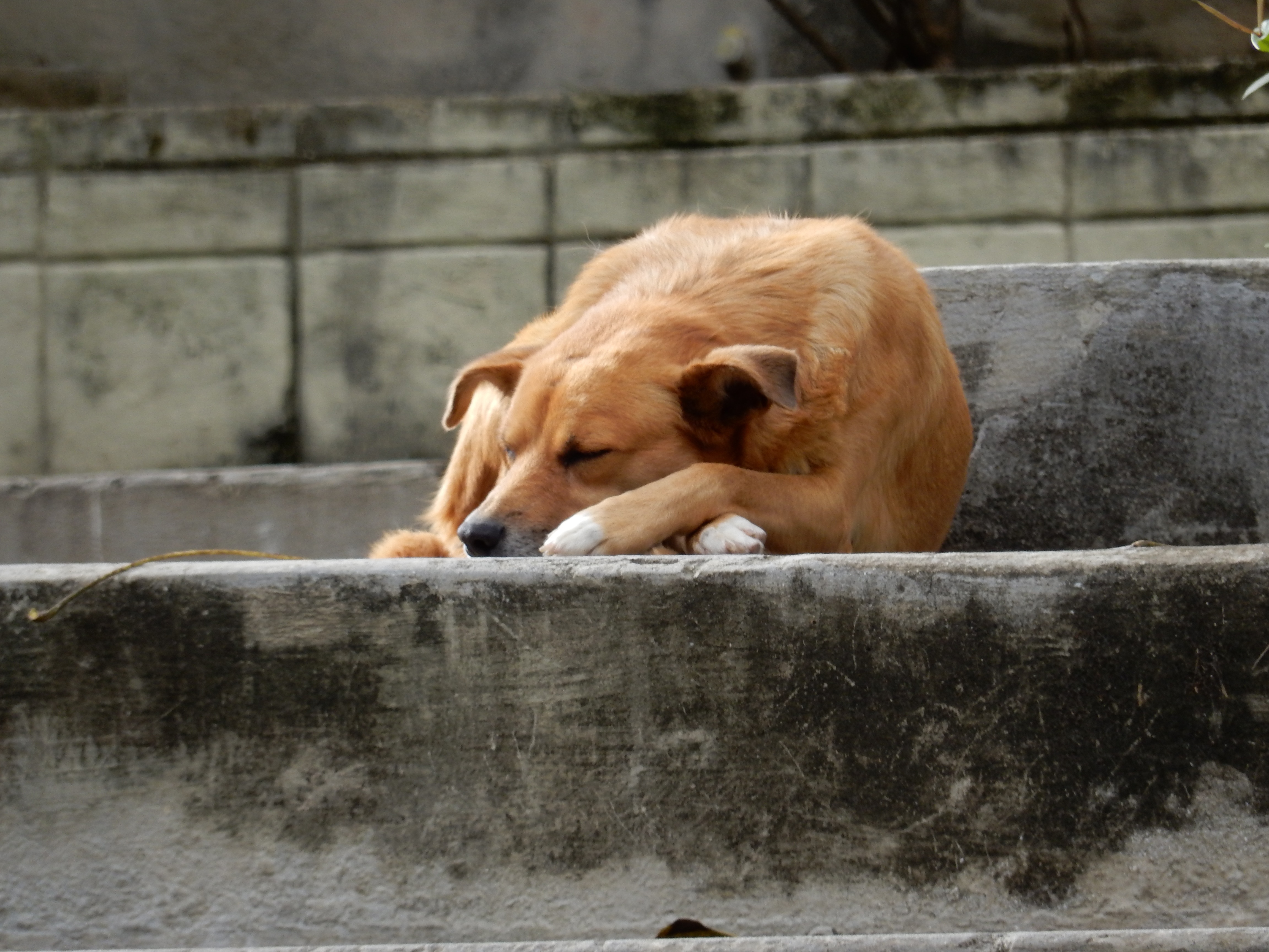 tan dingo dog