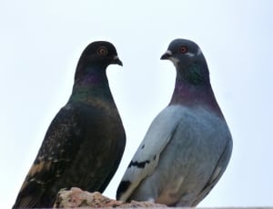 2 pigeons thumbnail