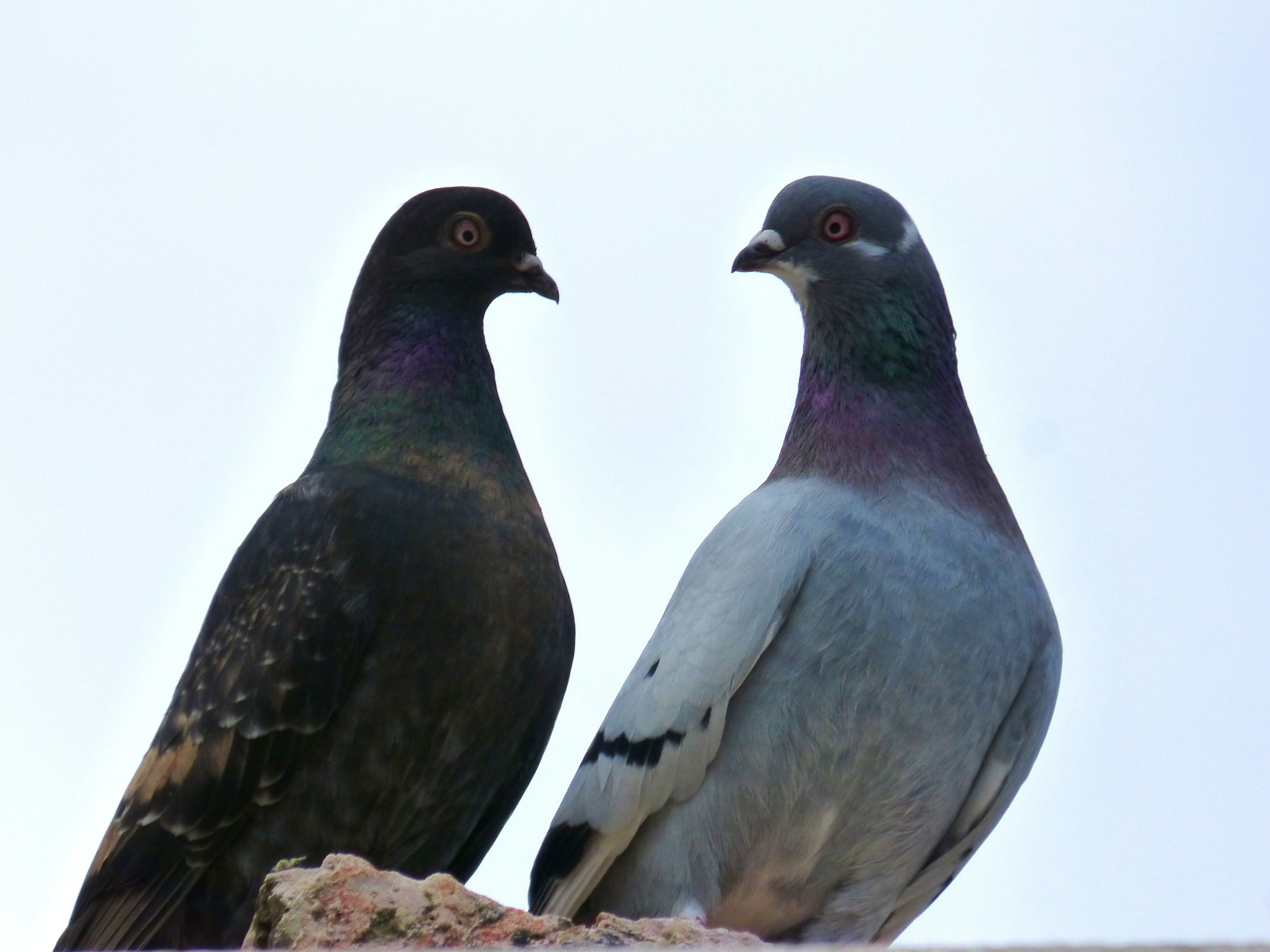 2 pigeons