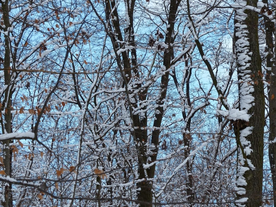 black tree trunks preview