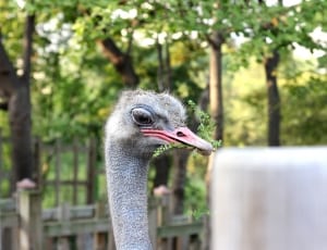 gray ostrich thumbnail