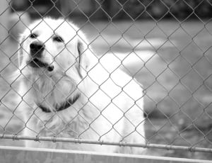 grayscale photo of medium coat dog thumbnail