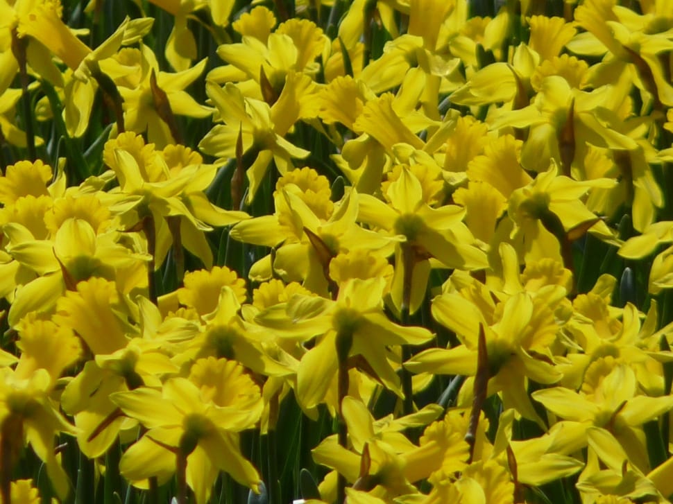 bunch of yellow petaled flowers preview