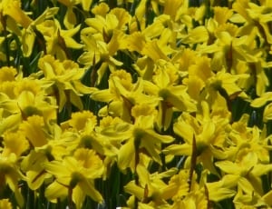 bunch of yellow petaled flowers thumbnail