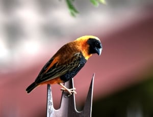black and orange bird thumbnail