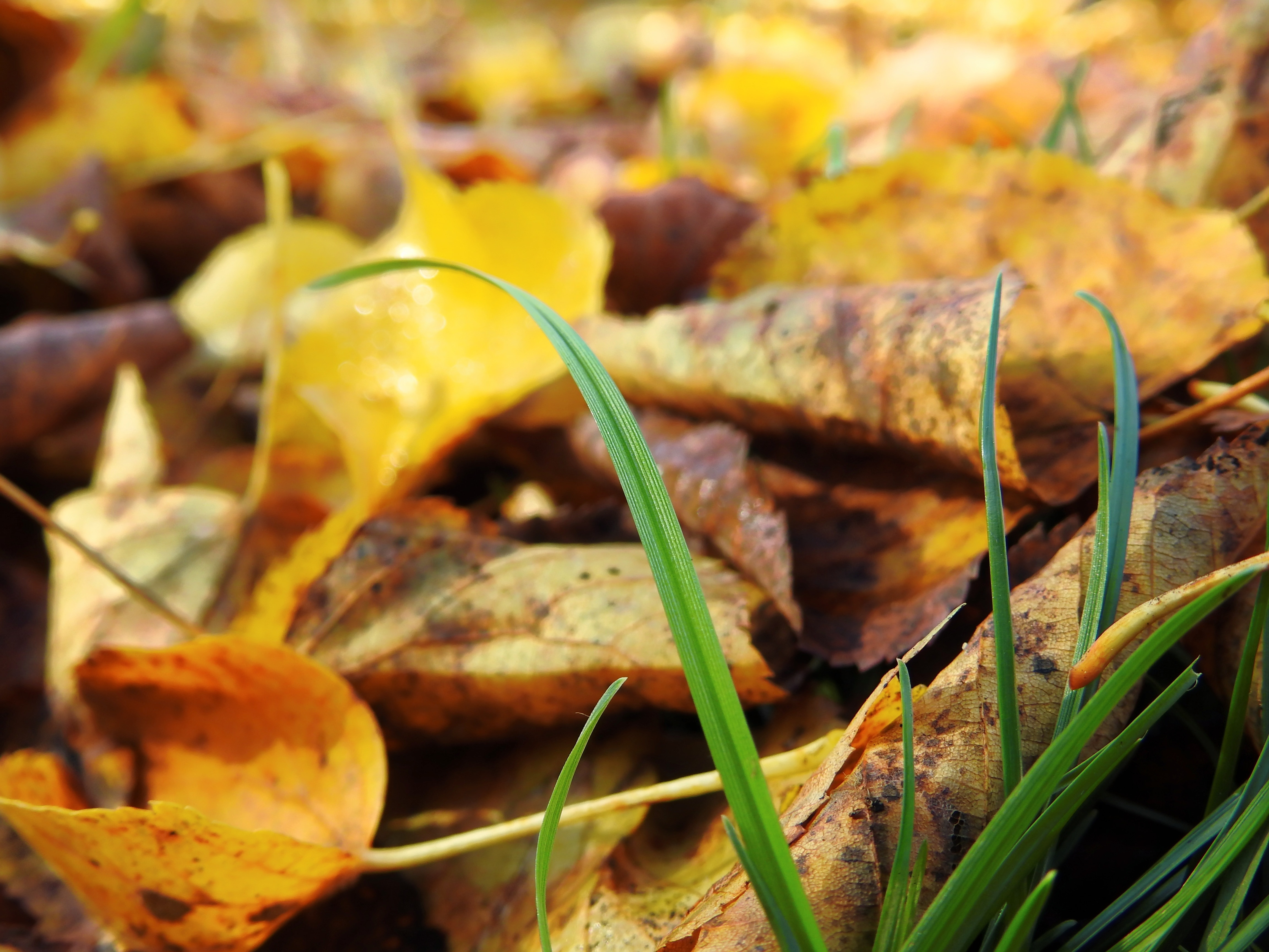 brown dried leaves