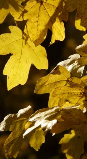 yellow maple leaf thumbnail