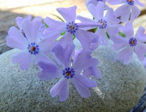 white and blue petaled flower thumbnail