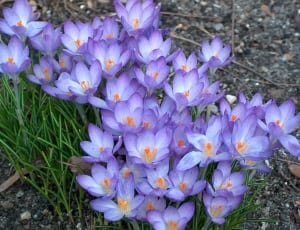 purple crocus flowers thumbnail