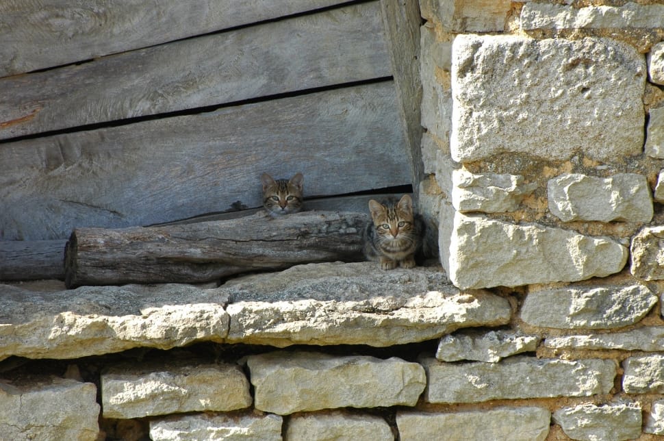two brown tabby cats hiding near wall preview