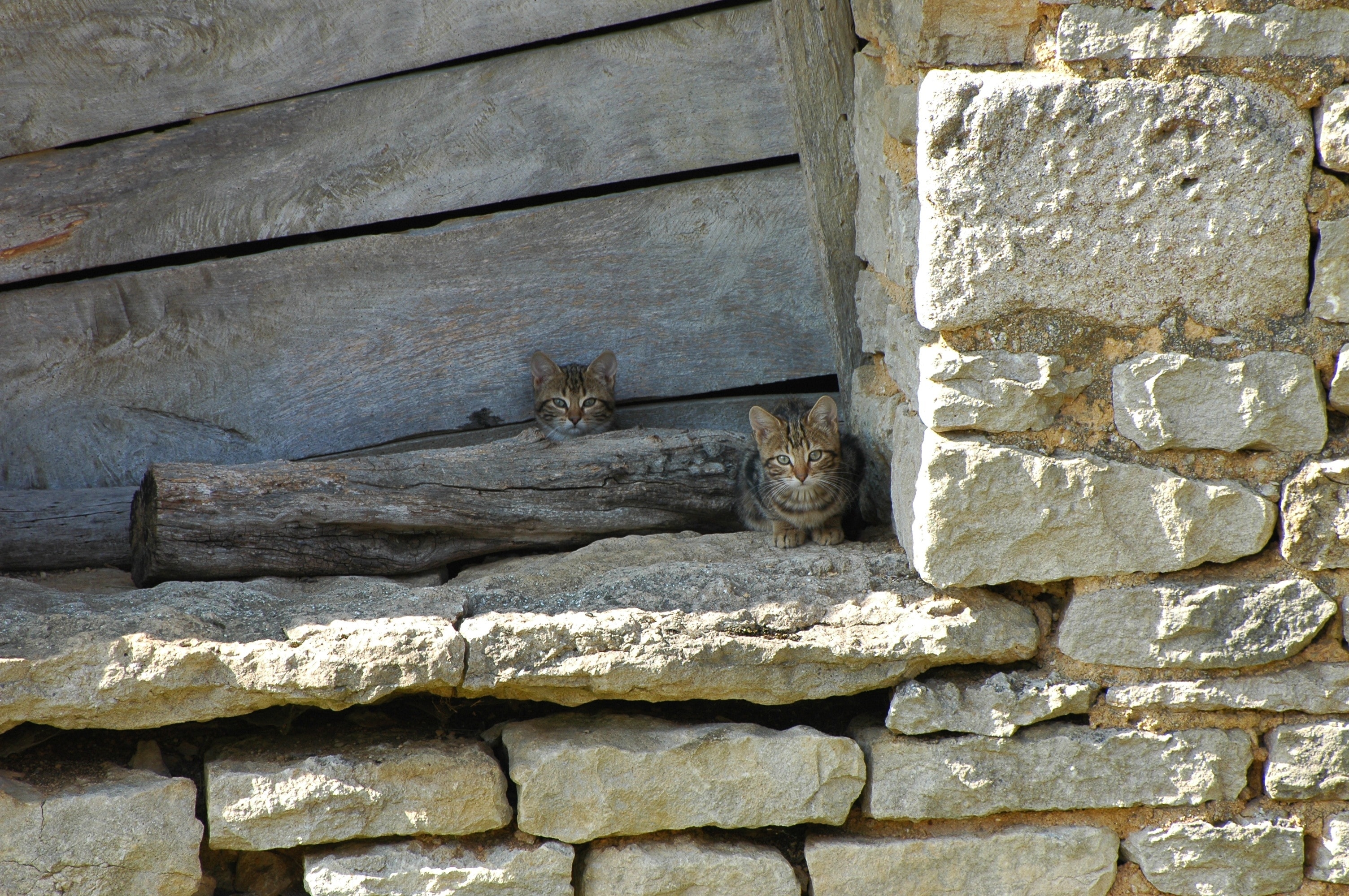 two brown tabby cats hiding near wall