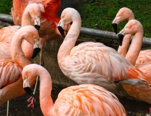 flock of flamingo thumbnail