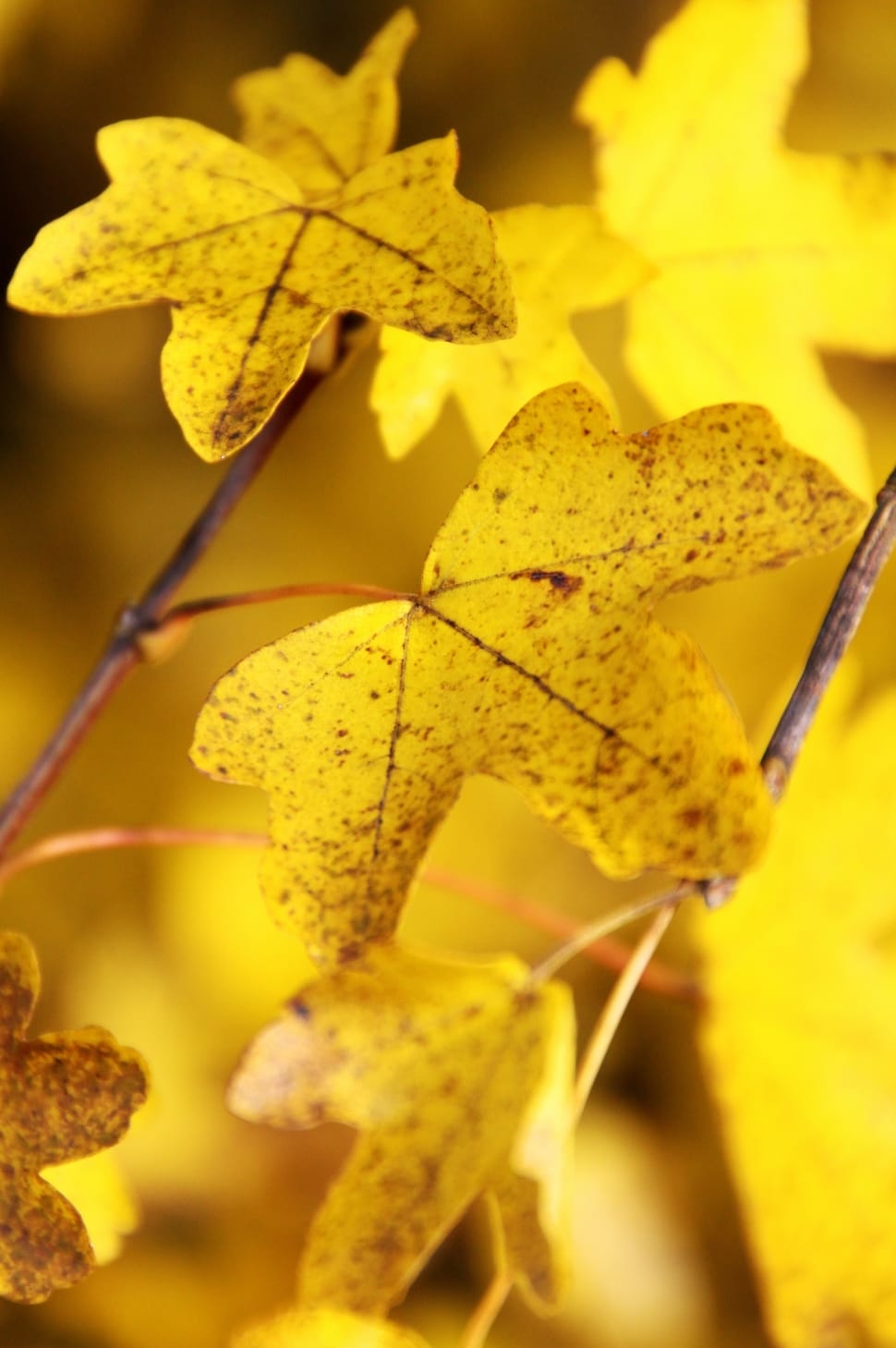 close up look on yellow maple leaves preview