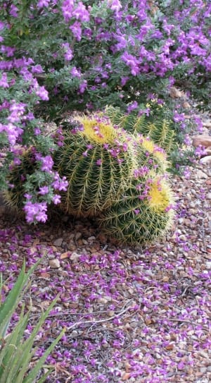 green cactus with purple flower thumbnail