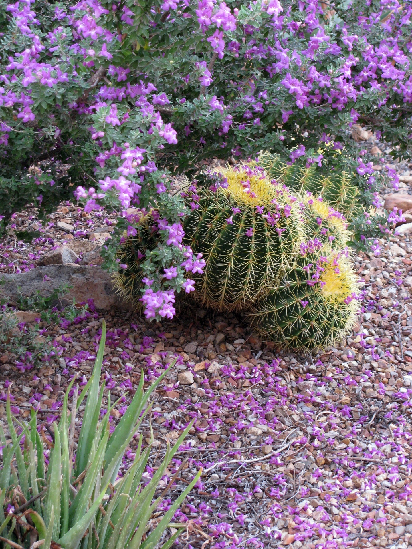 green cactus with purple flower